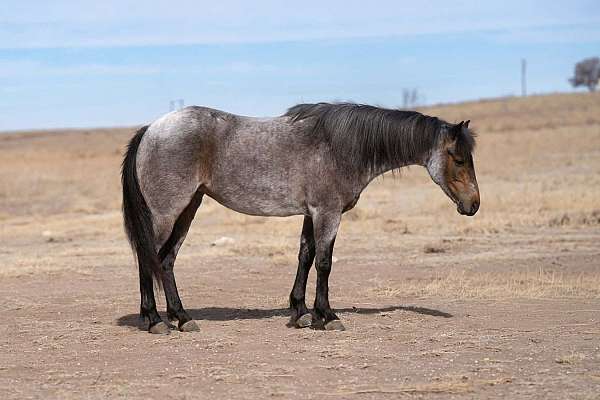 athletic-pony