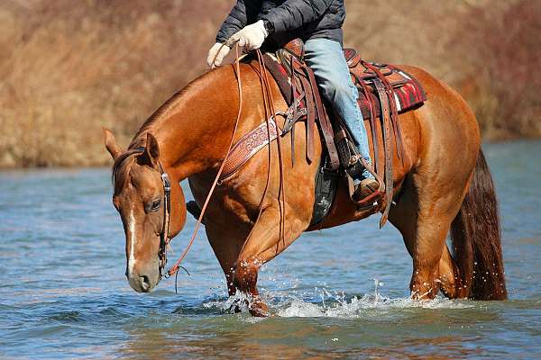 athletic-quarter-horse