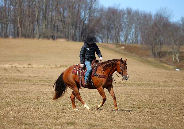 calf-roping-quarter-horse