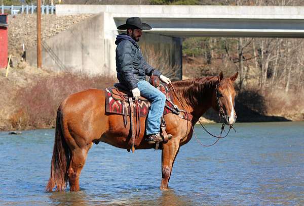 flashy-quarter-horse