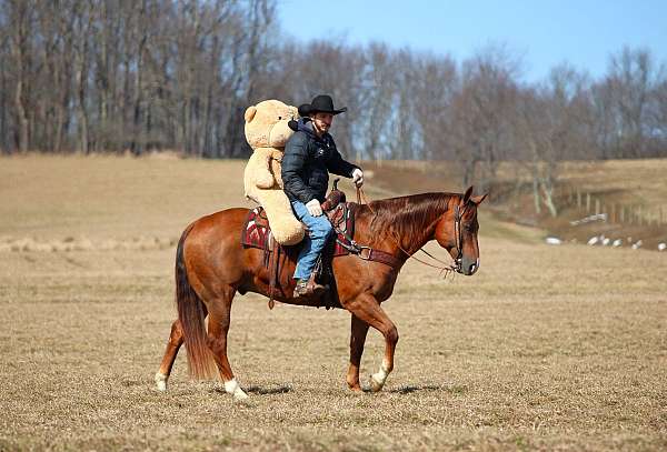 husband-safe-quarter-horse