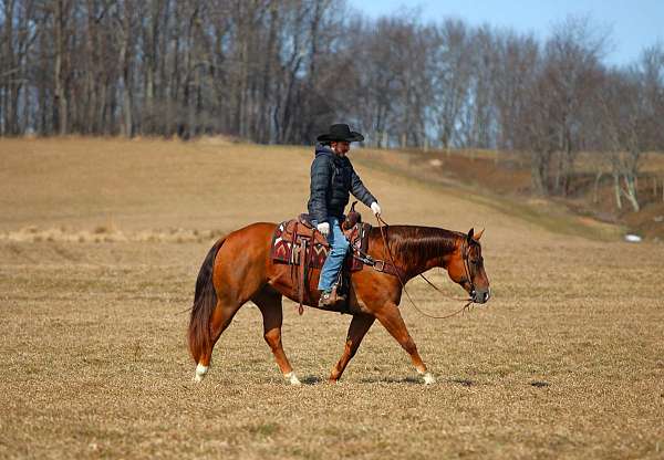 ranch-versatility-quarter-horse