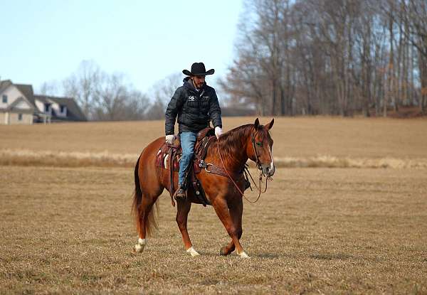 ranch-work-quarter-horse