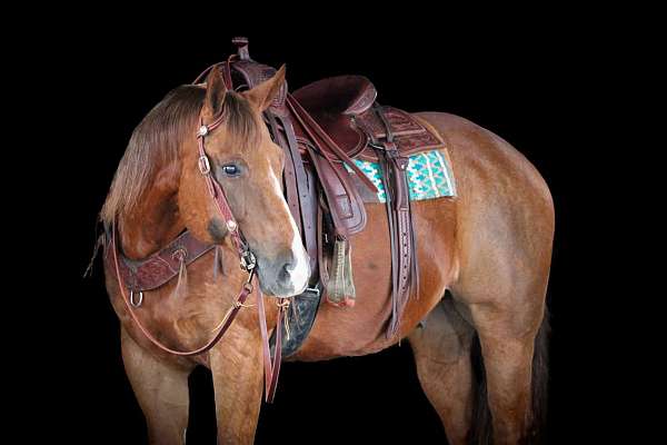 ridden-english-quarter-horse