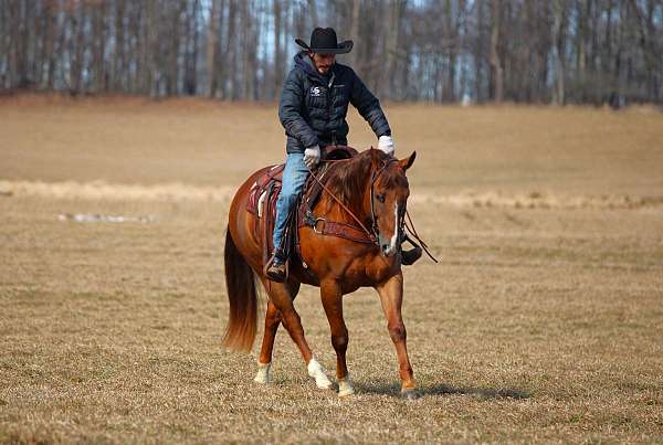ridden-western-quarter-horse