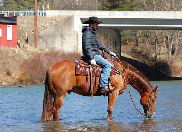 roping-quarter-horse