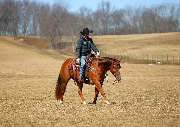 show-quarter-horse