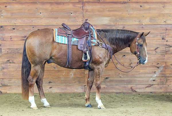 trail-quarter-horse