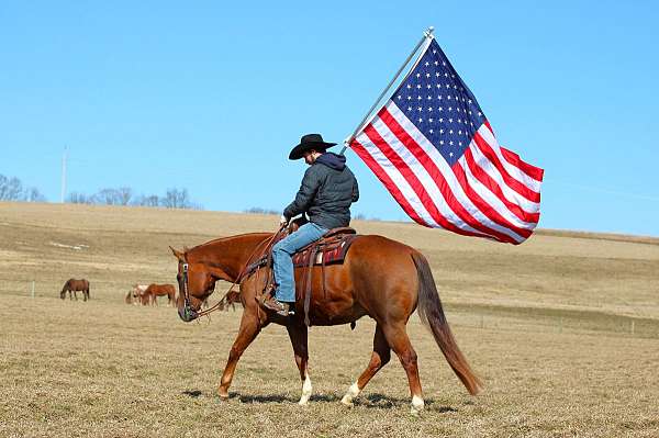 trail-riding-quarter-horse