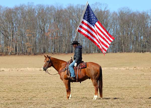working-cattle-quarter-horse