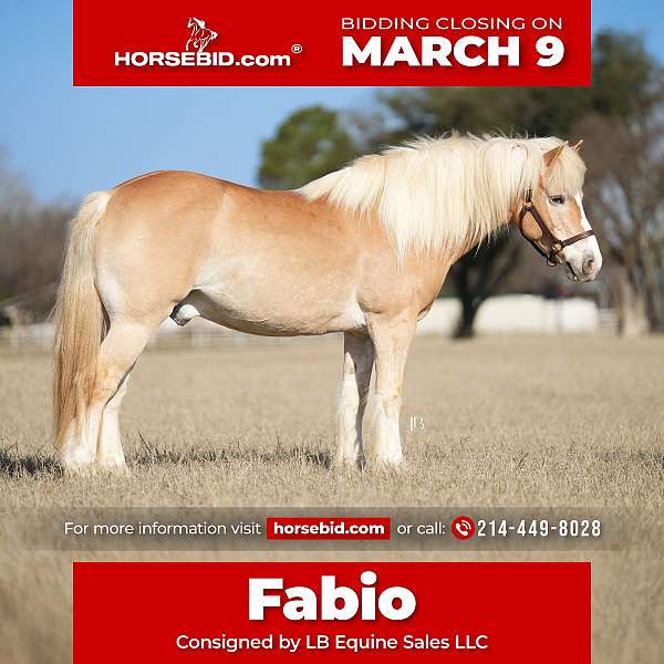 all-around-haflinger-horse