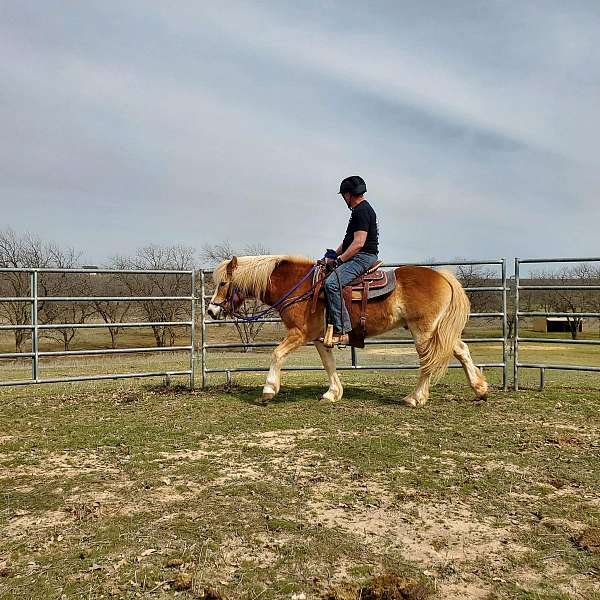 athletic-haflinger-horse