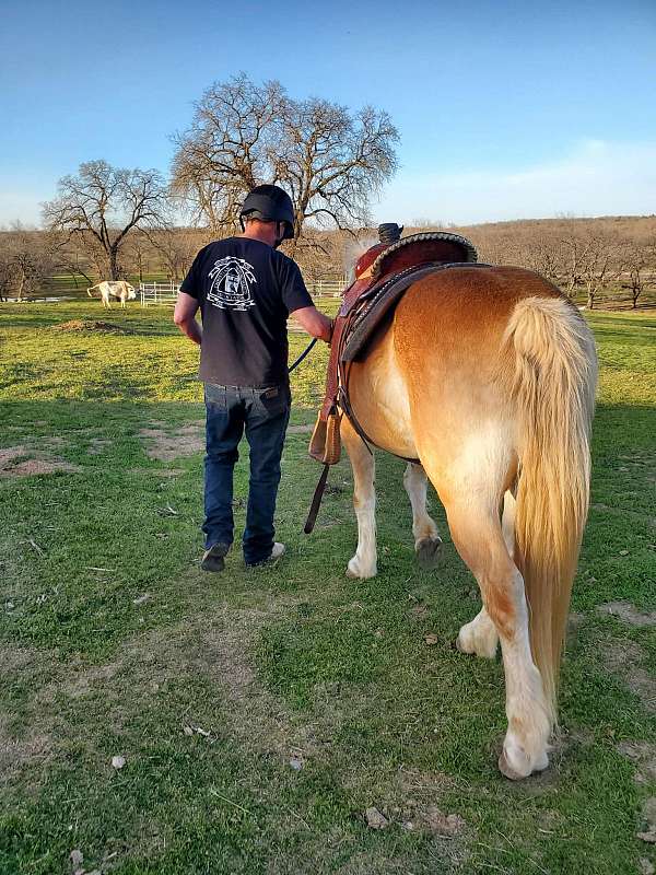 beginner-haflinger-horse