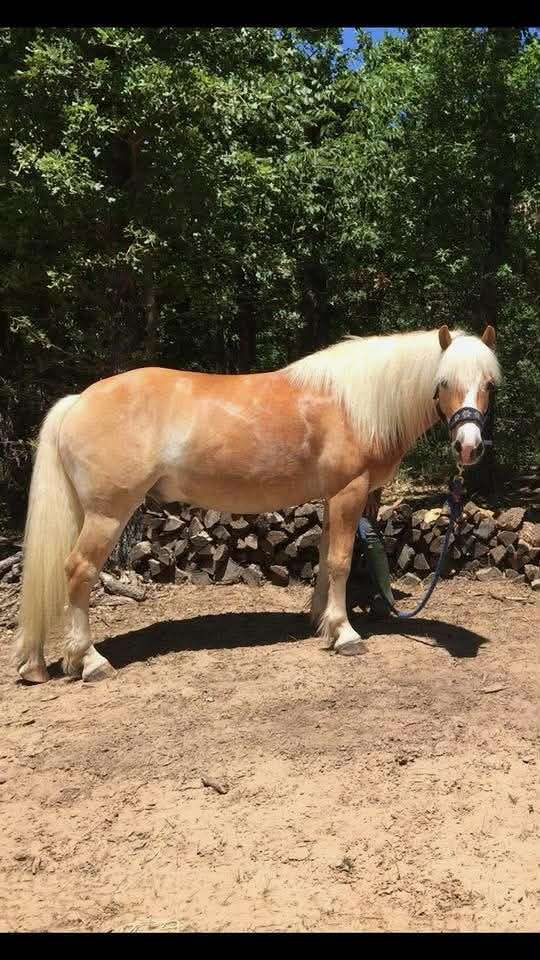 driving-haflinger-horse
