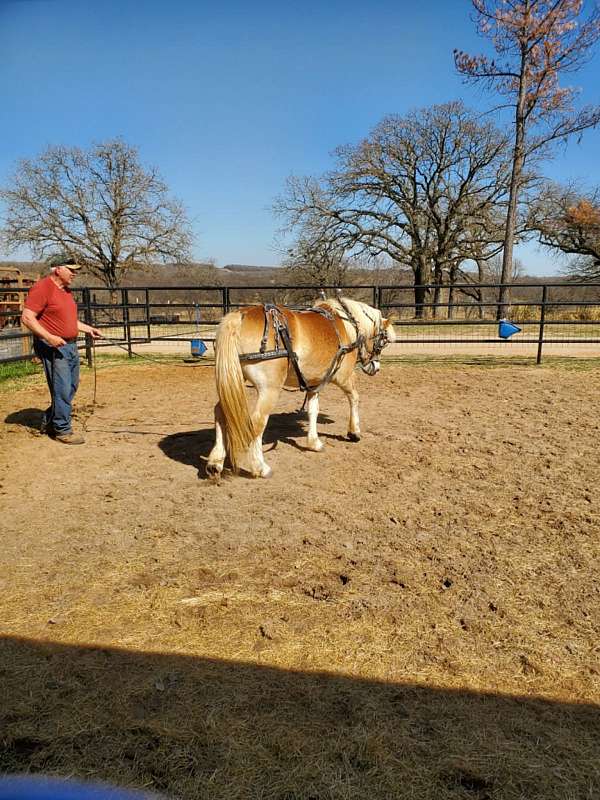 flashy-haflinger-horse