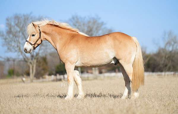 parade-haflinger-horse