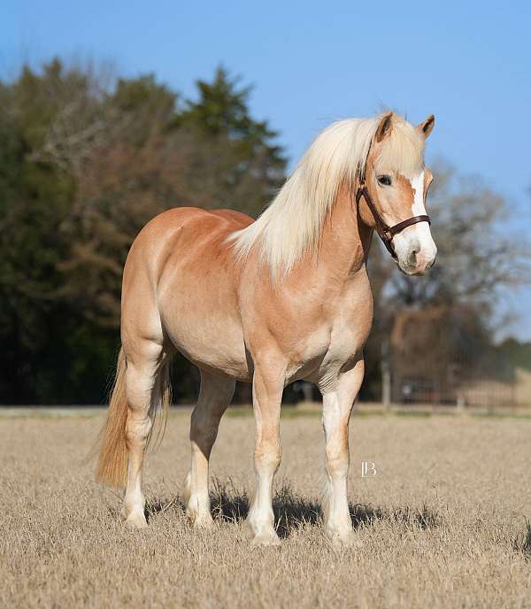 ranch-haflinger-horse