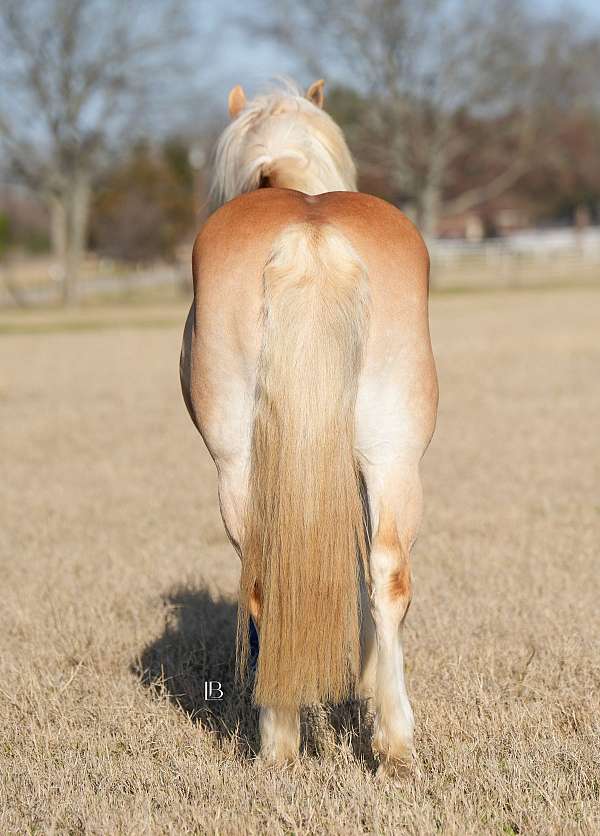 ranch-work-haflinger-horse