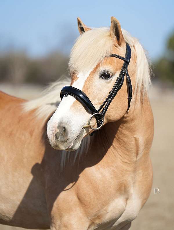 ridden-english-haflinger-horse