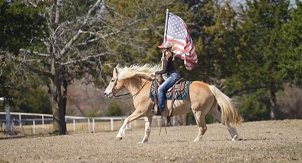 trail-haflinger-horse