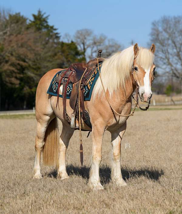 ridden-western-haflinger-horse