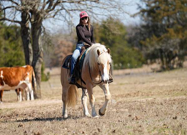 show-haflinger-horse