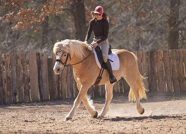 trail-riding-haflinger-horse