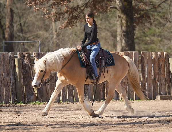 working-cattle-haflinger-horse