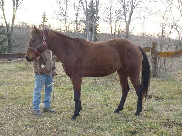 solid-bay-horse