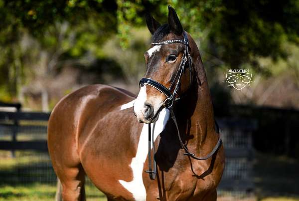 athletic-friesian-horse