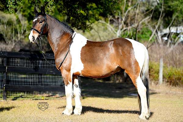 cross-friesian-horse