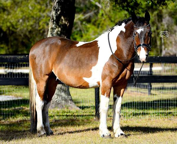 dressage-friesian-horse
