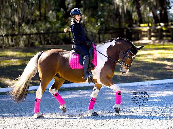 flashy-friesian-horse
