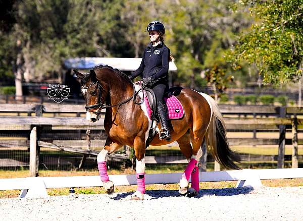 jumping-friesian-horse