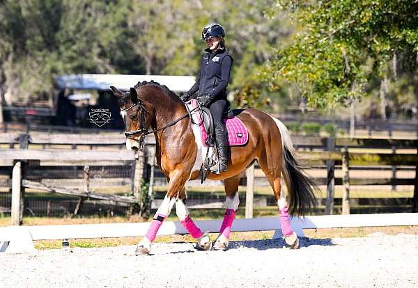 performance-friesian-horse