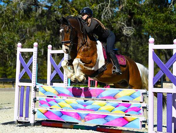 ridden-english-friesian-horse