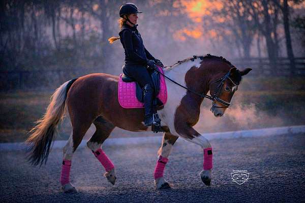 ridden-western-friesian-horse