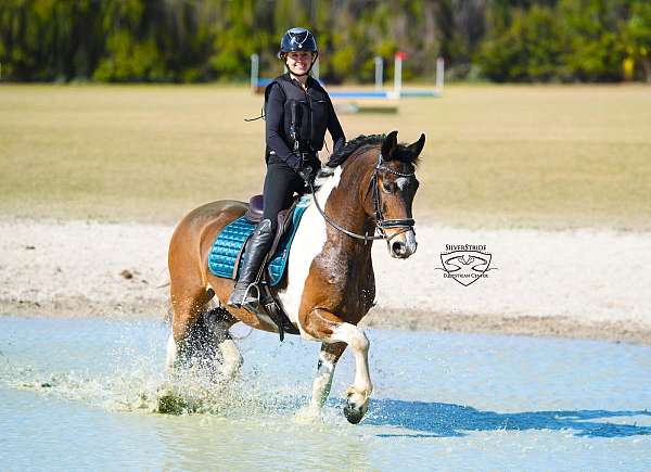 show-friesian-horse