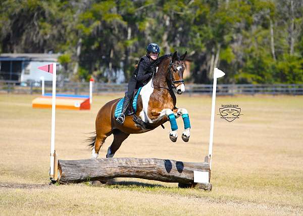 show-hack-friesian-horse