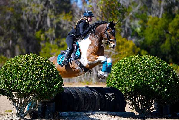 trail-friesian-horse