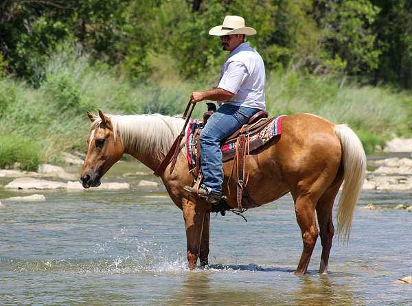 athletic-quarter-horse