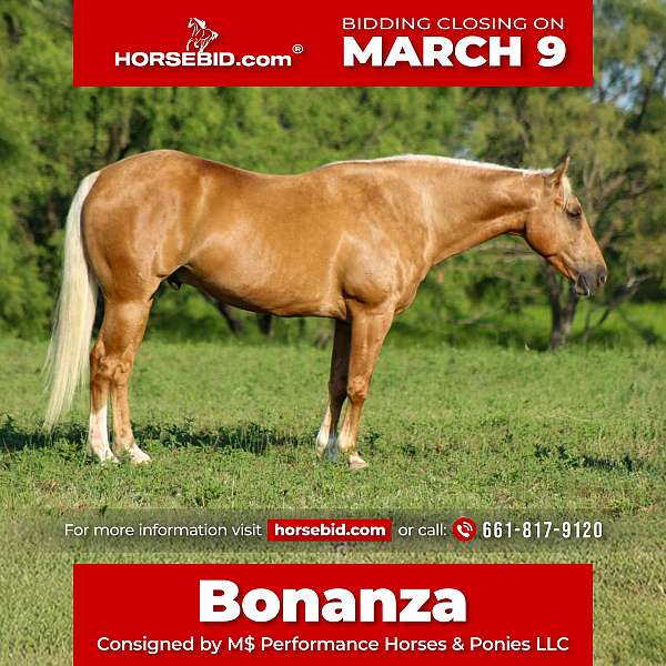 all-around-quarter-horse