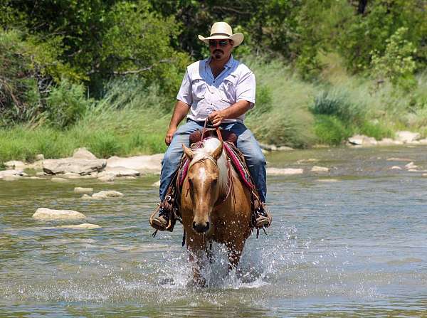 husband-safe-quarter-horse