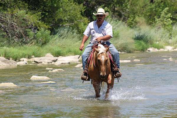 performance-quarter-horse