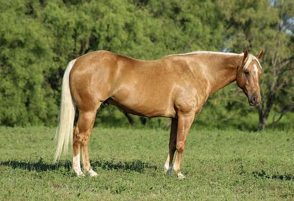 ranch-versatility-quarter-horse