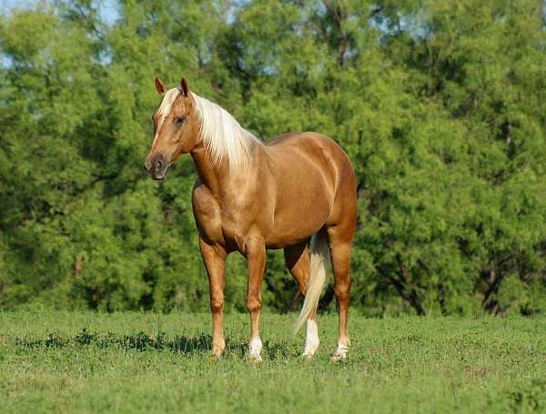 ranch-work-quarter-horse