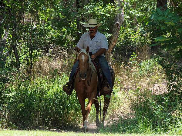 roping-quarter-horse