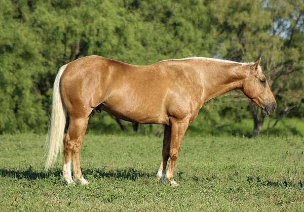 show-quarter-horse
