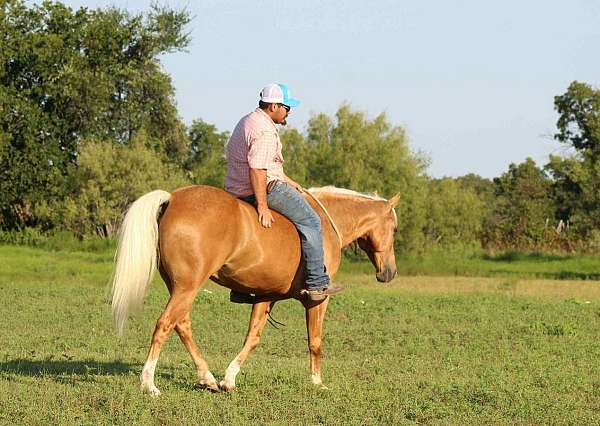 trail-quarter-horse