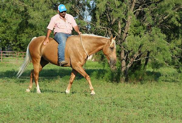 trail-riding-quarter-horse
